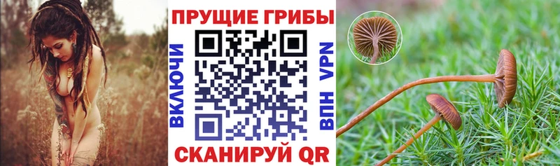 Галлюциногенные грибы MAGIC MUSHROOMS  Купить где  Томмот 